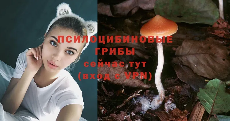 ссылка на мегу ссылка  Ясногорск  Галлюциногенные грибы Psilocybe  сколько стоит 